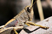 Acrididae sp Grasshopper (zd) (Acrididae sp)